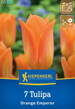 Kiepenkerl Herbstblumenzwiebel Fosteriana-Tulpe Orange Emperor 7 Pflanze