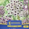 Kiepenkerl Herbstblumenzwiebel Profi-Line Zierlauch Red Eye 1 Stück