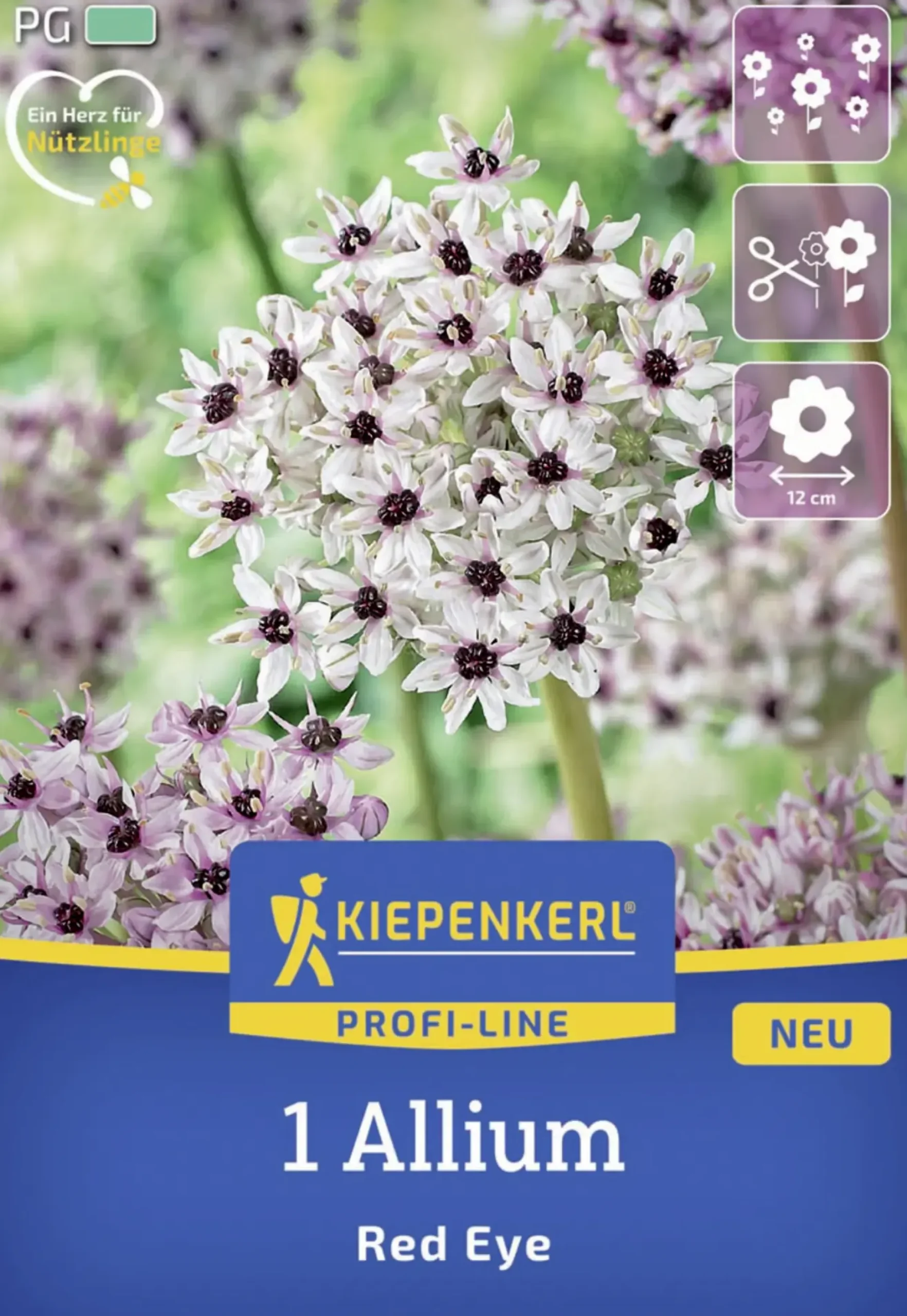 Kiepenkerl Herbstblumenzwiebel Profi-Line Zierlauch Red Eye 1 Stück