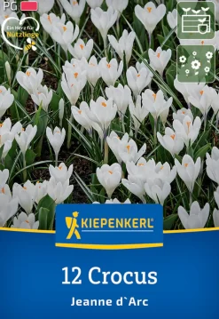 Kiepenkerl Herbstblumenzwiebel Krokus Jeanne d`Arc 12 Pflanzen