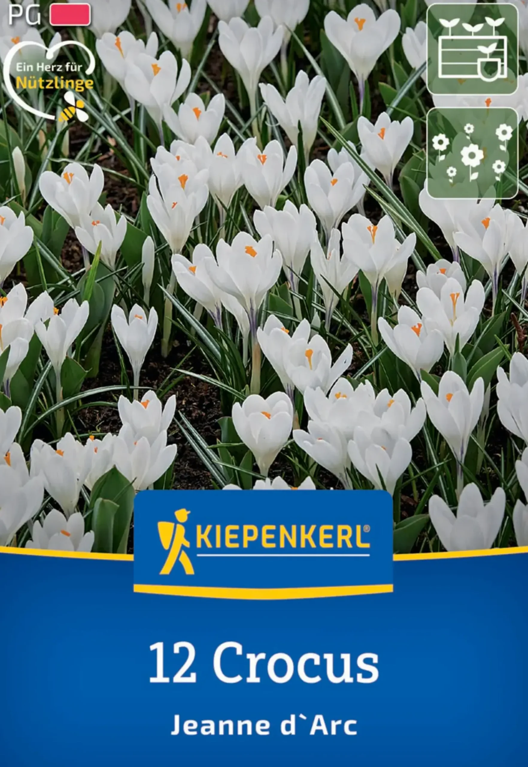 Kiepenkerl Herbstblumenzwiebel Krokus Jeanne d`Arc 12 Pflanzen