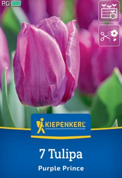 Kiepenkerl Herbstblumenzwiebel Einfache Frühe Tulpe Purple Prince 7 Pflanzen