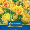 Kiepenkerl Herbstblumenzwiebel Mehrblütige Tulpe Aquilla 7 Stück