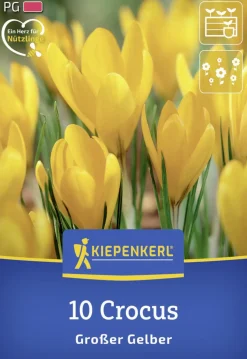 Kiepenkerl Herbstblumenzwiebel Großblumiger Krokus Großer Gelber 10 Stück