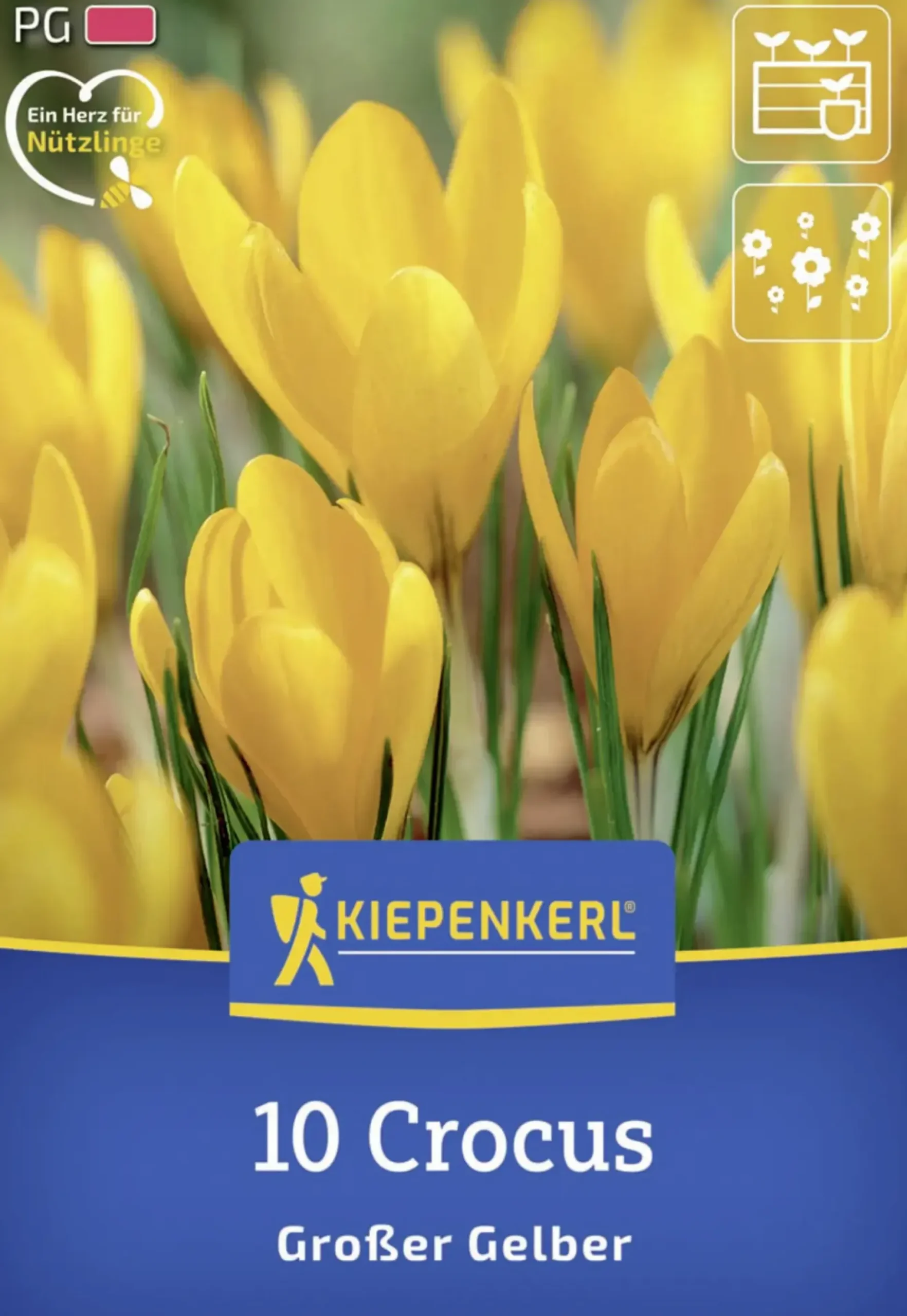 Kiepenkerl Herbstblumenzwiebel Großblumiger Krokus Großer Gelber 10 Stück