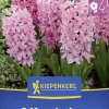 Kiepenkerl Herbstblumenzwiebel Hyazinthe Fondant 3 Stück