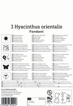 Kiepenkerl Herbstblumenzwiebel Hyazinthe Fondant 3 Stück