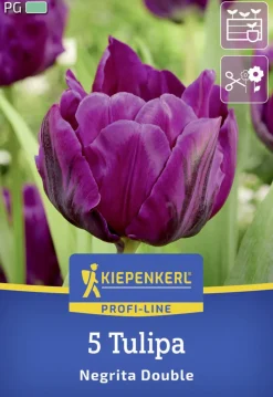 Kiepenkerl Herbstblumenzwiebel Profi-Line Tulpe Negrita Double 5 Stück