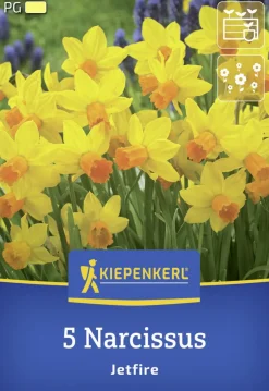 Kiepenkerl Herbstblumenzwiebel Alpenveilchen-Narzisse Jetfire 5 Stück