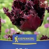 Kiepenkerl Herbstblumenzwiebel Tulpe Labrador 7 Stück
