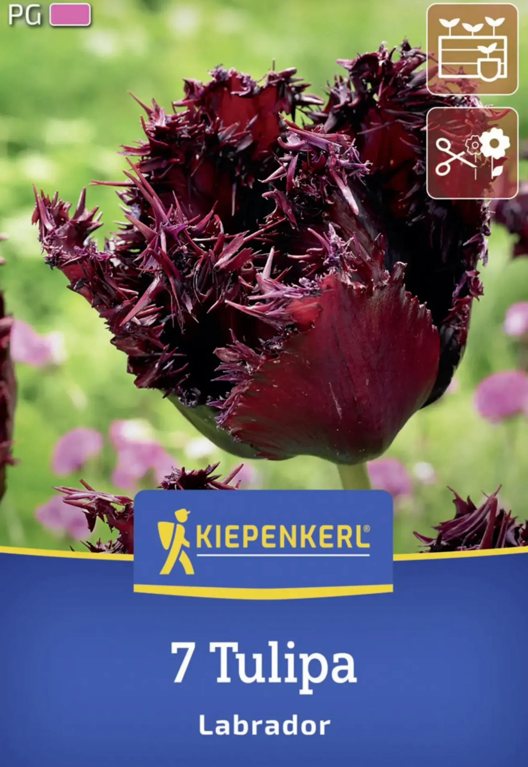 Kiepenkerl Herbstblumenzwiebel Tulpe Labrador 7 Stück
