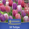 Kiepenkerl Herbstblumenzwiebelmischung Mega-Pack Darwin-Hybrid-Tulpe Big Pride 18 Stück