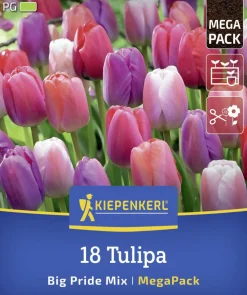 Kiepenkerl Herbstblumenzwiebelmischung Mega-Pack Darwin-Hybrid-Tulpe Big Pride 18 Stück