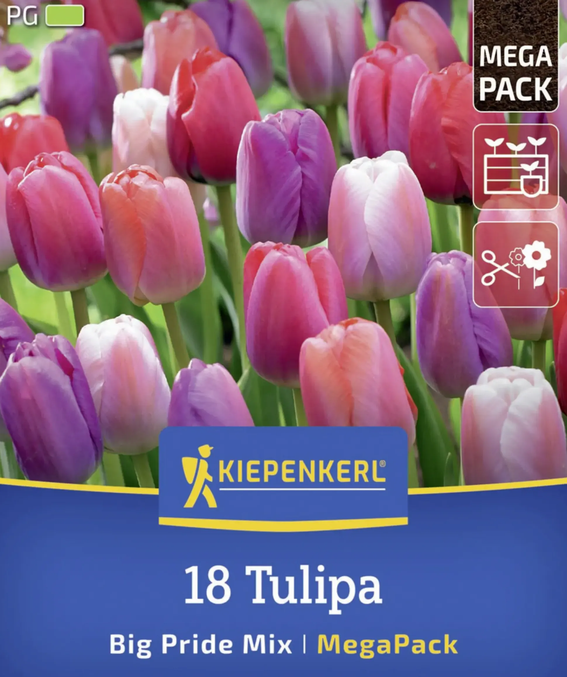 Kiepenkerl Herbstblumenzwiebelmischung Mega-Pack Darwin-Hybrid-Tulpe Big Pride 18 Stück
