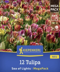 Kiepenkerl Herbstblumenzwiebel Mega-Pack Einfache Späte Tulpe Sea of Lights 12 Stück
