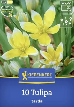 Kiepenkerl Herbstblumenzwiebel Wildtulpe Tulipa tarda 10 Stück