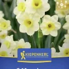 Kiepenkerl Herbstblumenzwiebel Tazetten-Narzisse Minnow 6 Stück