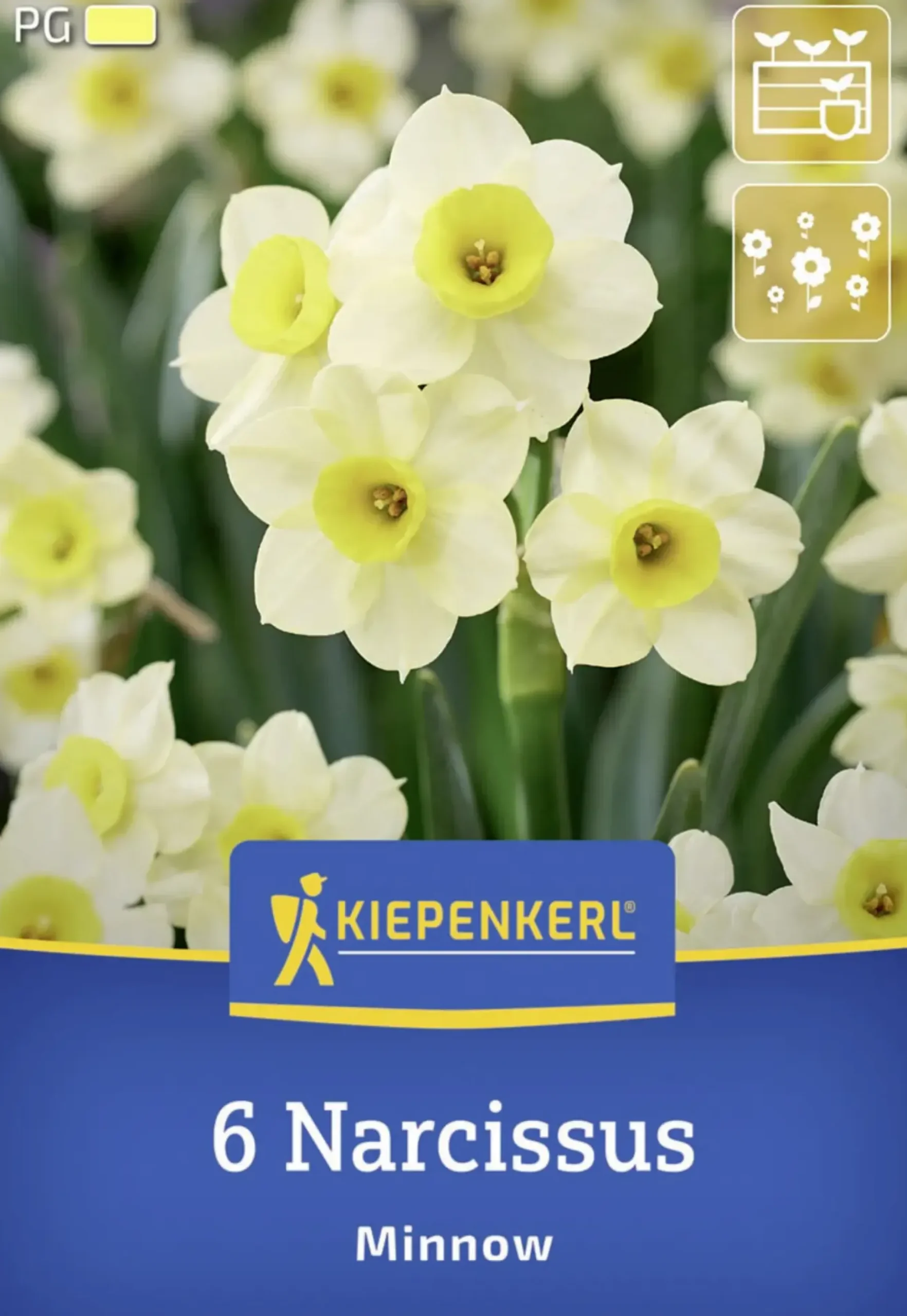 Kiepenkerl Herbstblumenzwiebel Tazetten-Narzisse Minnow 6 Stück