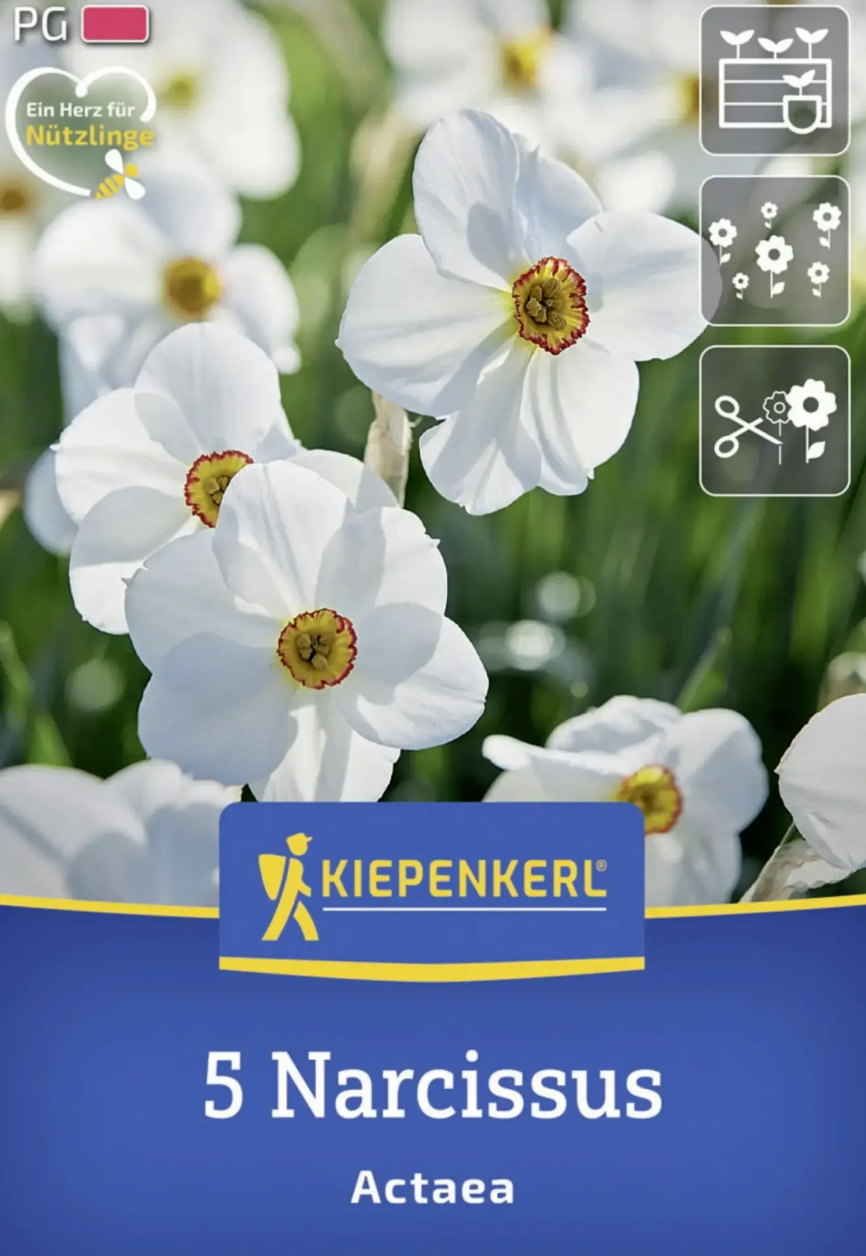 Kiepenkerl Herbstblumenzwiebel Dichternarzisse Actaea 5 Stück