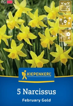 Kiepenkerl Herbstblumenzwiebel Alpenveilchen-Narzisse February Gold 5 Stück