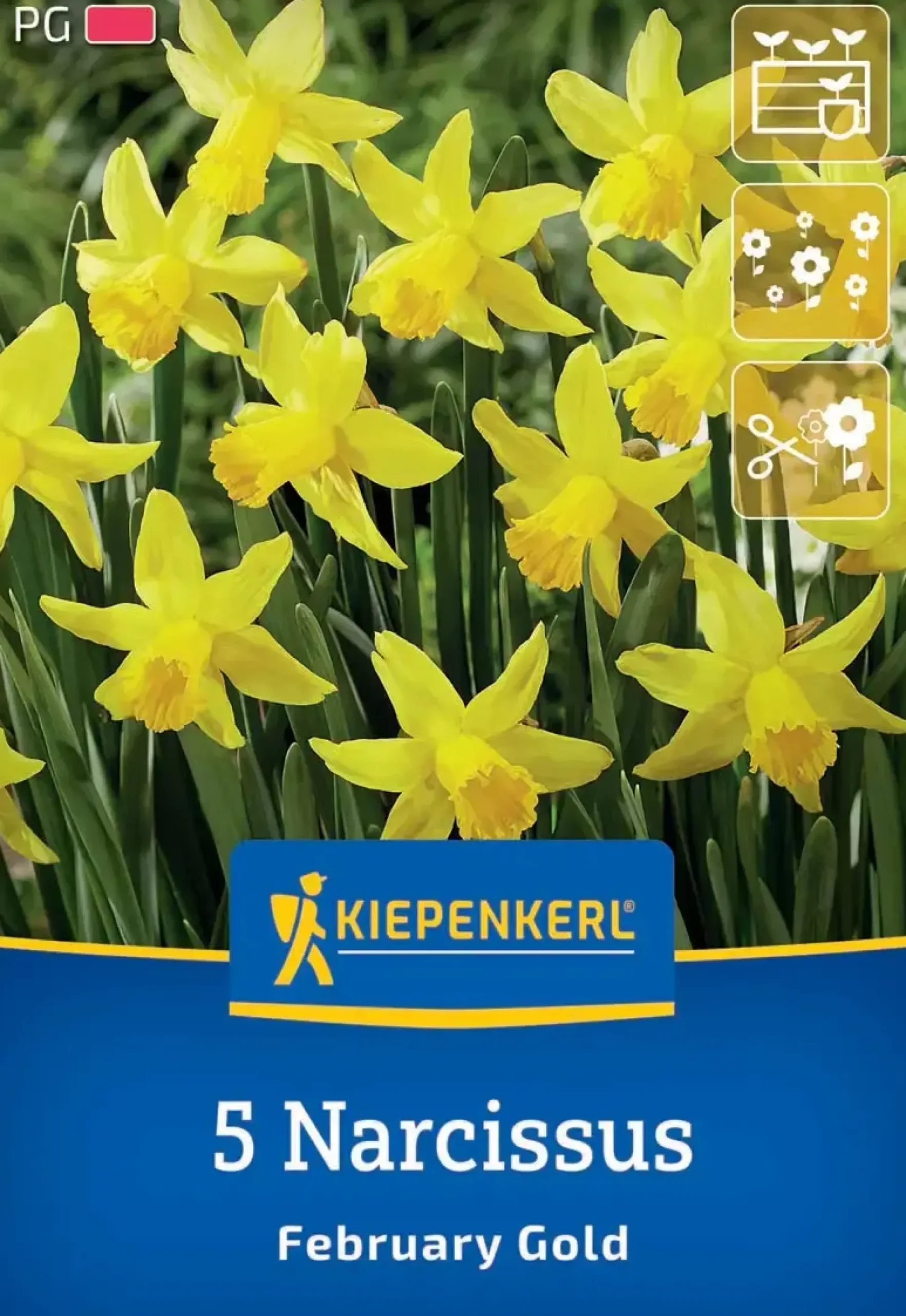 Kiepenkerl Herbstblumenzwiebel Alpenveilchen-Narzisse February Gold 5 Stück