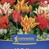 Kiepenkerl Herbstblumenzwiebel Greigii-Tulpe Balkonzauber Mix 10 Stück