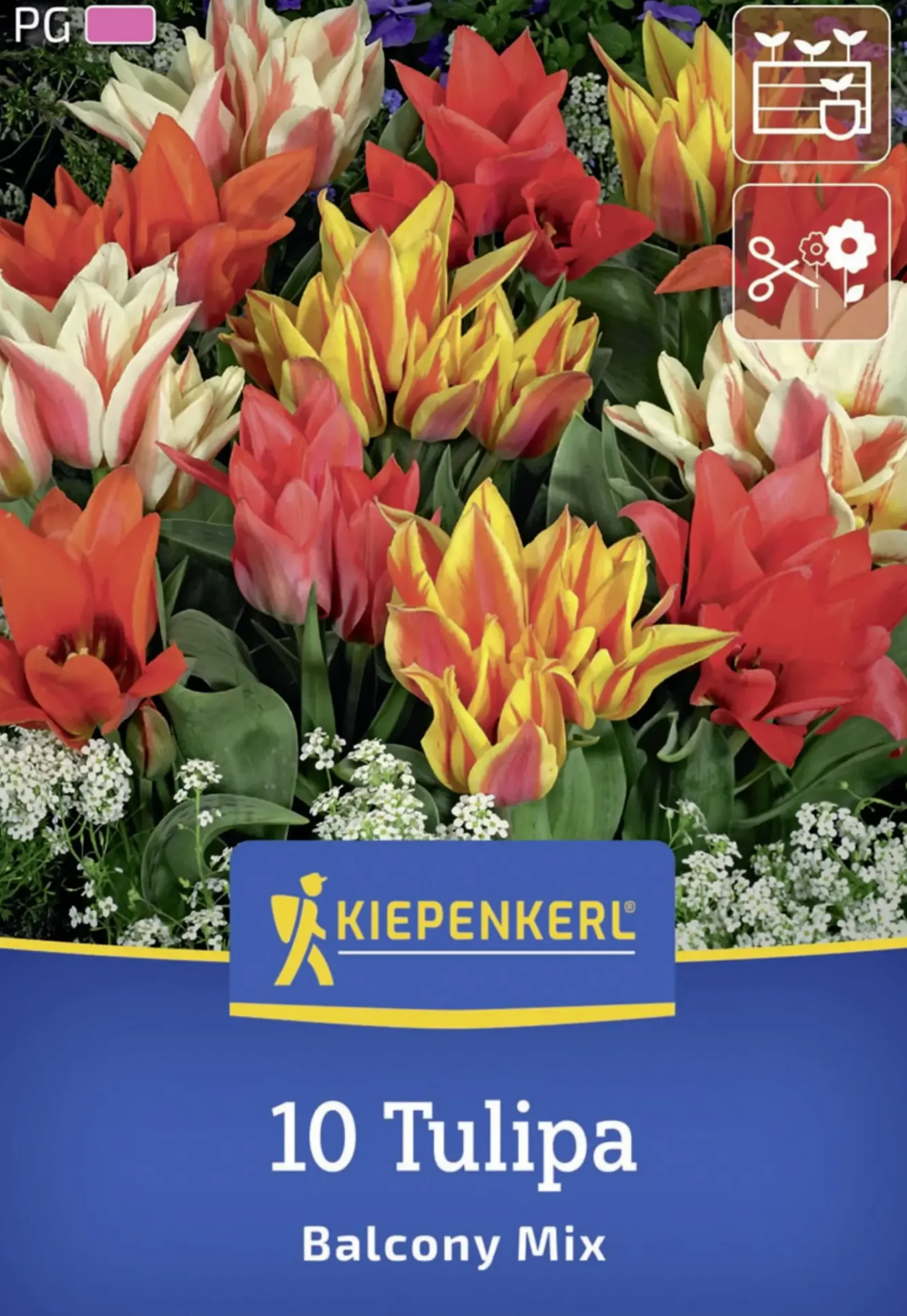 Kiepenkerl Herbstblumenzwiebel Greigii-Tulpe Balkonzauber Mix 10 Stück