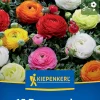 Kiepenkerl Herbstblumenzwiebel Ranunkel Mischung 15 Pflanzen