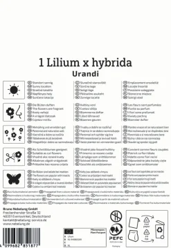 Kiepenkerl Herbstblumenzwiebel Baumlilie Urandi 1 Stück