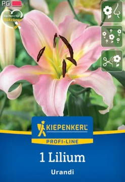 Kiepenkerl Herbstblumenzwiebel Baumlilie Urandi 1 Stück