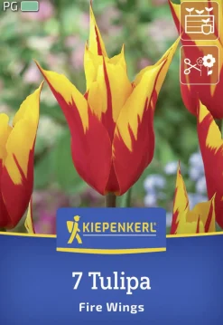 Kiepenkerl Herbstblumenzwiebel Lilienblütige Tulpe Fire Wings 7 Stück
