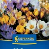 Kiepenkerl Herbstblumenzwiebel Krokus Mischung 20 Pflanzen