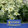 Kiepenkerl Herbstblumenzwiebel Wildtulpe Tulipa turkestanica 7 Stück