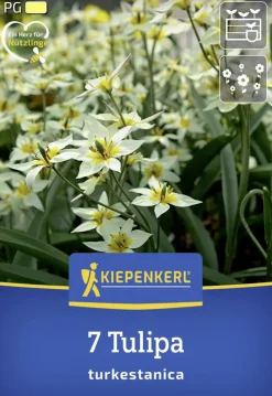 Kiepenkerl Herbstblumenzwiebel Wildtulpe Tulipa turkestanica 7 Stück