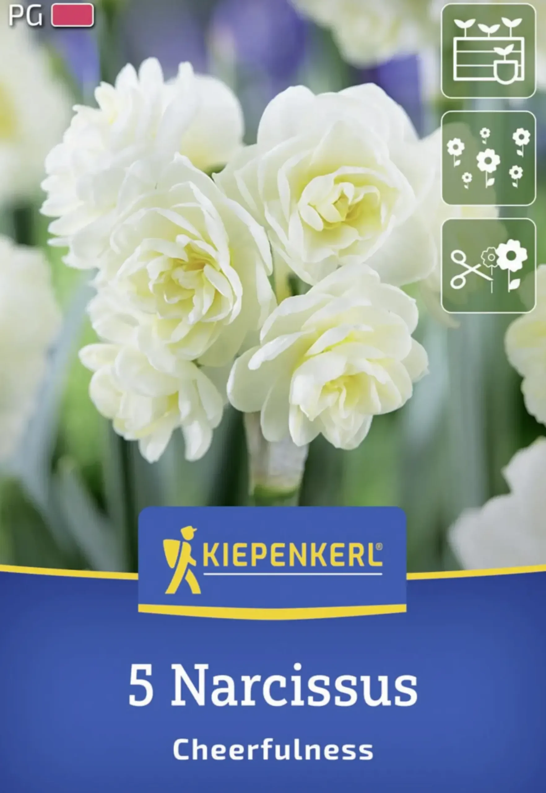Kiepenkerl Herbstblumenzwiebel Poetaz-Narzisse Cheerfulness 5 Stück
