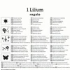 Kiepenkerl Herbstblumenzwiebel Profi-Line Trompetenlilie Lilium regale 1 Stück