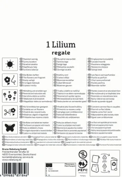 Kiepenkerl Herbstblumenzwiebel Profi-Line Trompetenlilie Lilium regale 1 Stück