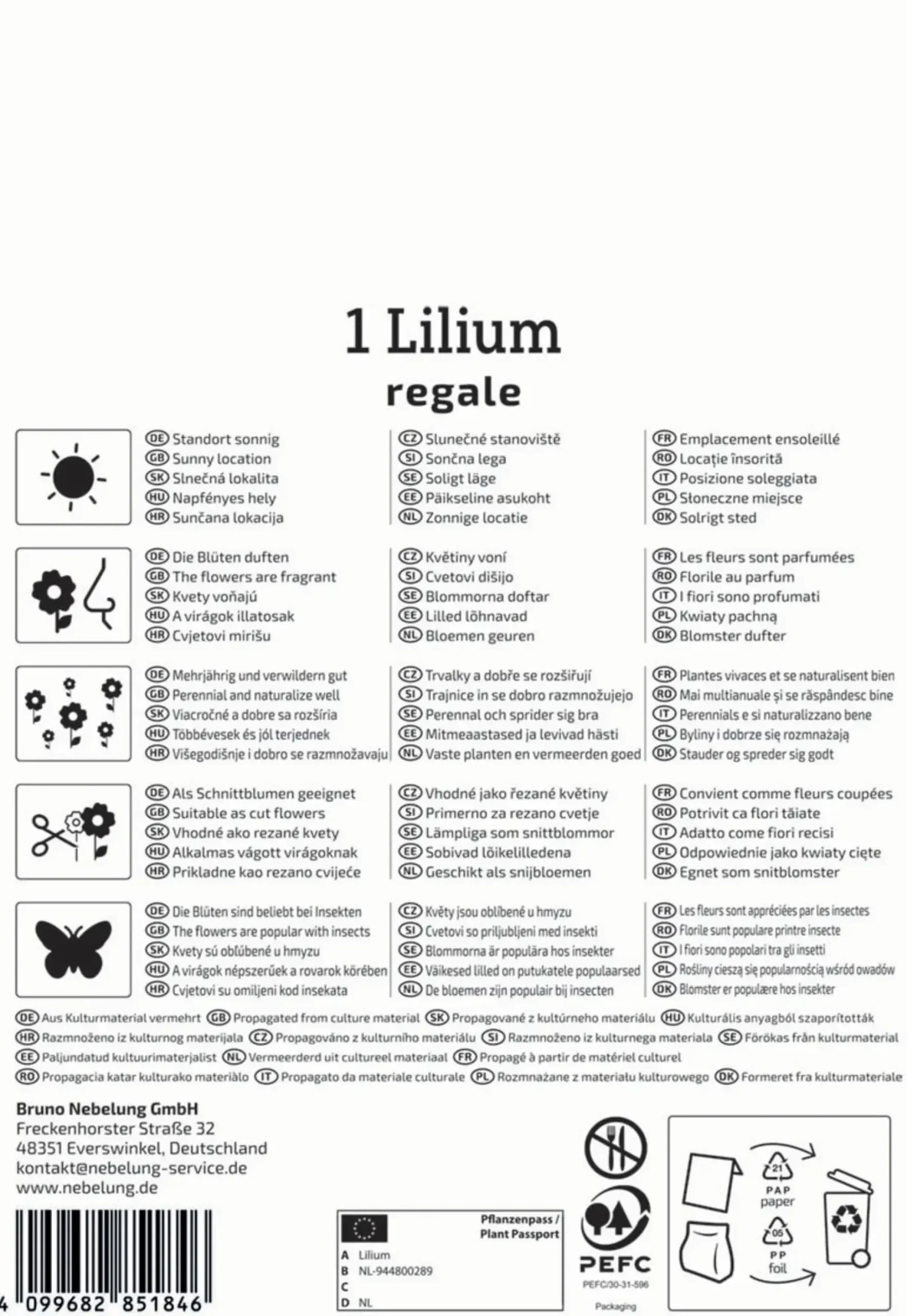 Kiepenkerl Herbstblumenzwiebel Profi-Line Trompetenlilie Lilium regale 1 Stück