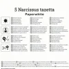 Kiepenkerl Herbstblumenzwiebel Zimmer-Narzisse Paperwhite 5 Pflanzen