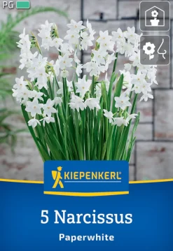 Kiepenkerl Herbstblumenzwiebel Zimmer-Narzisse Paperwhite 5 Pflanzen