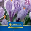 Kiepenkerl Herbstblumenzwiebel Krokus Pickwick 12 Pflanzen