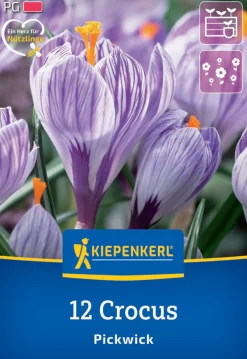 Kiepenkerl Herbstblumenzwiebel Krokus Pickwick 12 Pflanzen