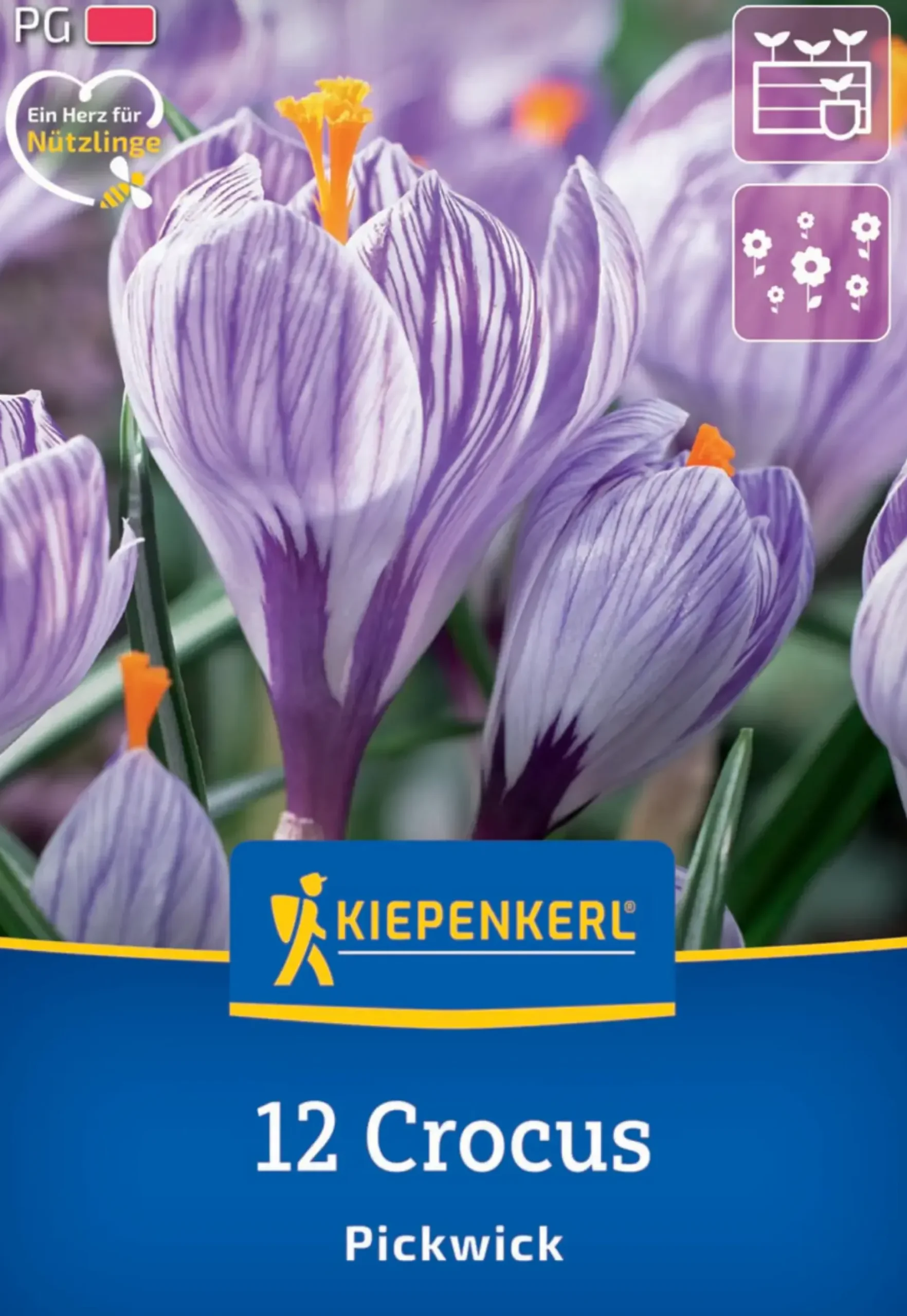 Kiepenkerl Herbstblumenzwiebel Krokus Pickwick 12 Pflanzen