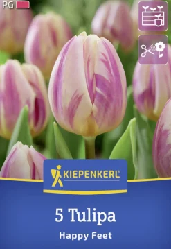 Kiepenkerl Herbstblumenzwiebel Triumph-Tulpe Happy Feet 5 Stück