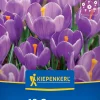 Kiepenkerl Herbstblumenzwiebel Krokus Grand Maitre 12 Pflanzen