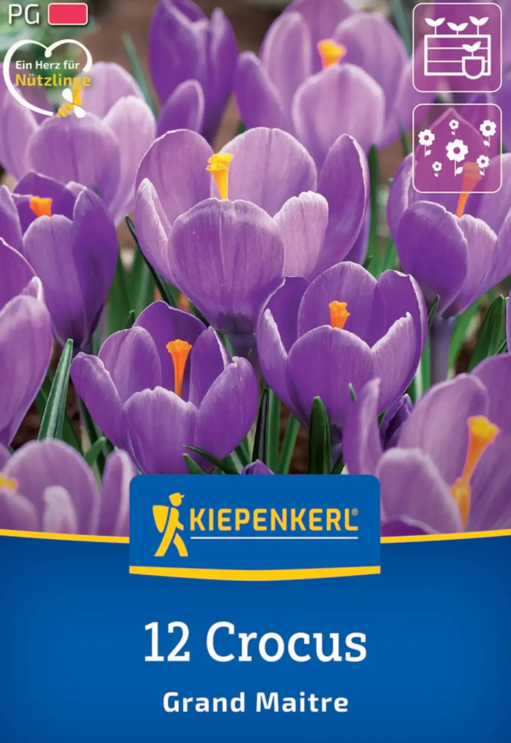 Kiepenkerl Herbstblumenzwiebel Krokus Grand Maitre 12 Pflanzen