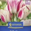 Kiepenkerl Herbstblumenzwiebel Mehrblütige Tulpe Candy Club 7 Stück