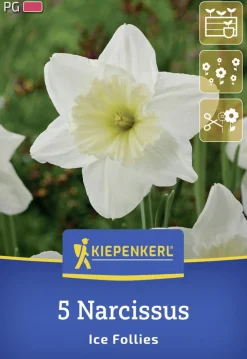 Kiepenkerl Herbstblumenzwiebel Großkronige Narzisse Ice Follies 5 Stück