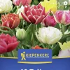 Kiepenkerl Herbstblumenzwiebel Tulpe Murillo Mix 10 Stück