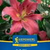 Kiepenkerl Herbstblumenzwiebel Profi-Line Baumlilie Visa Versa 1 Stück